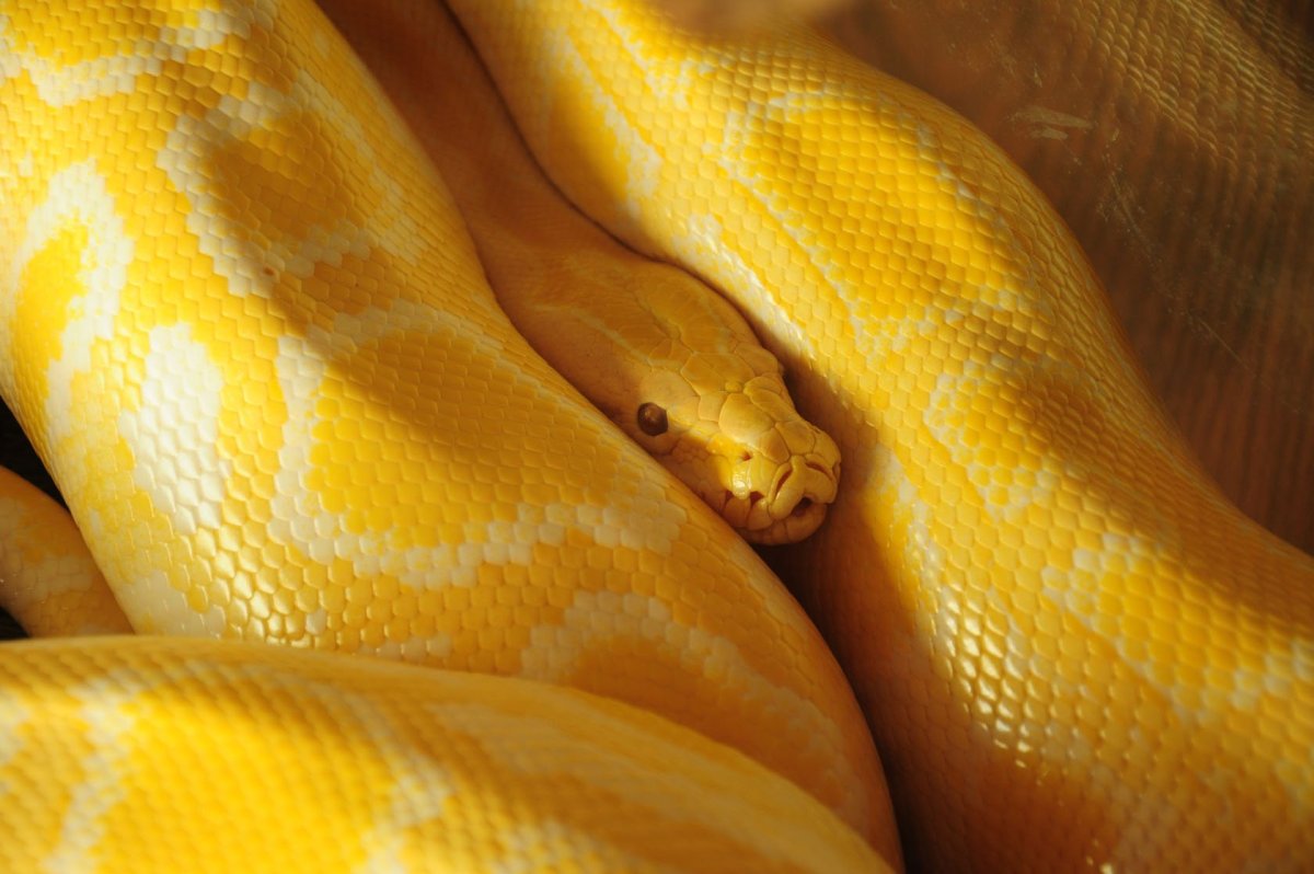 Тигровый питон желтый