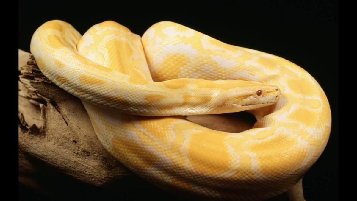 Забавные змеи