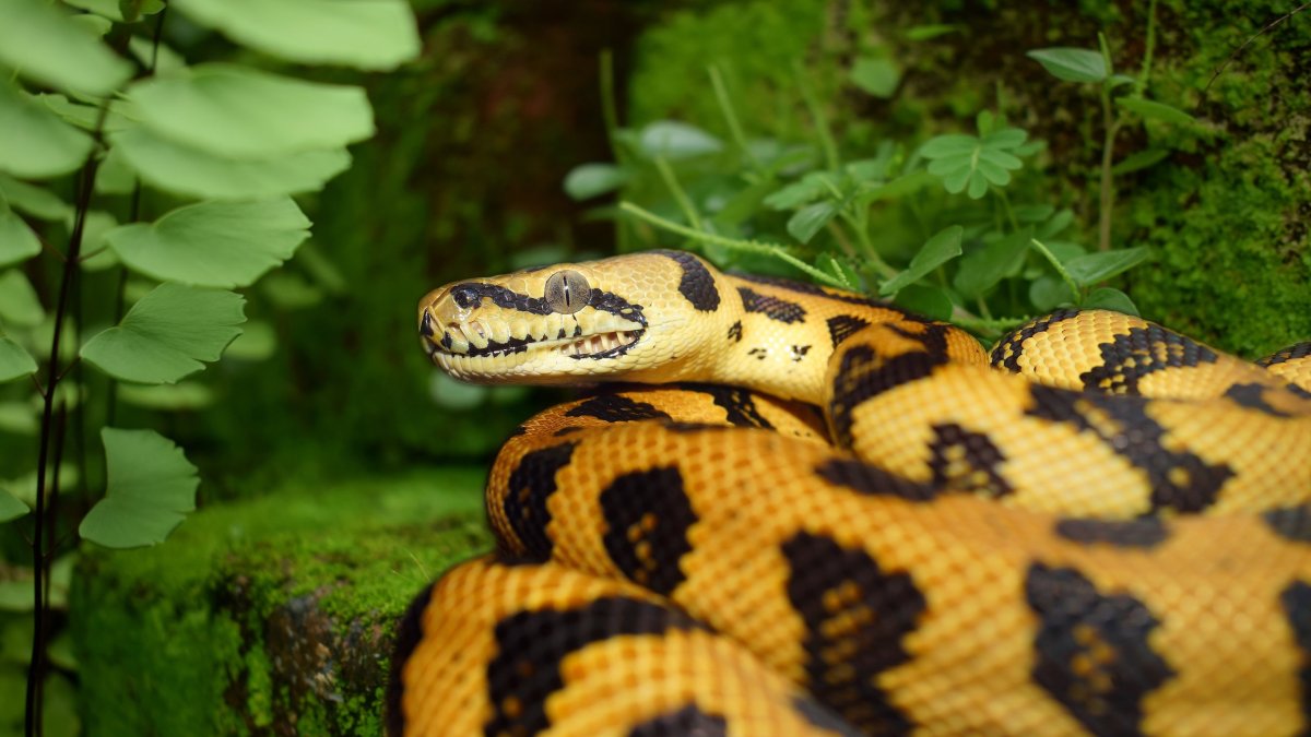 Королевский питон леуцист