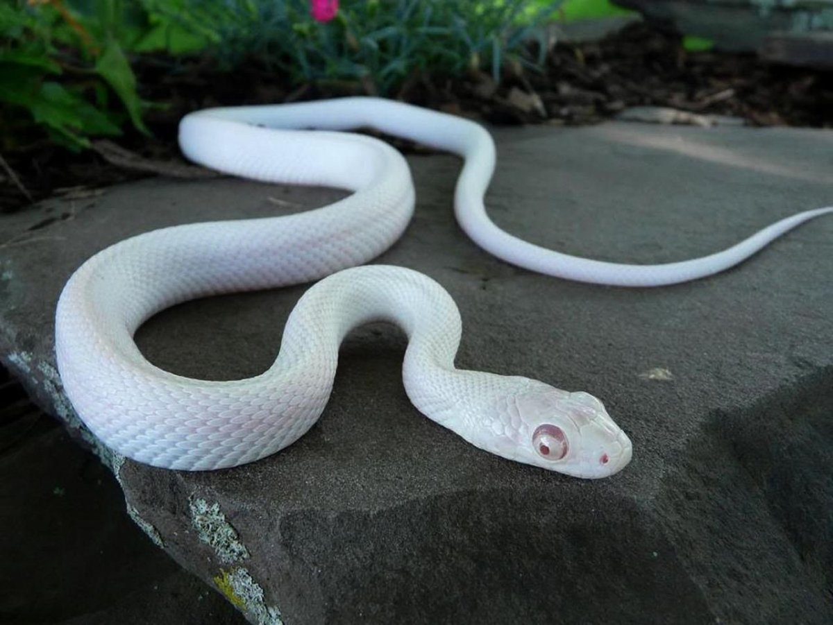 Императорский удав и Королевский питон