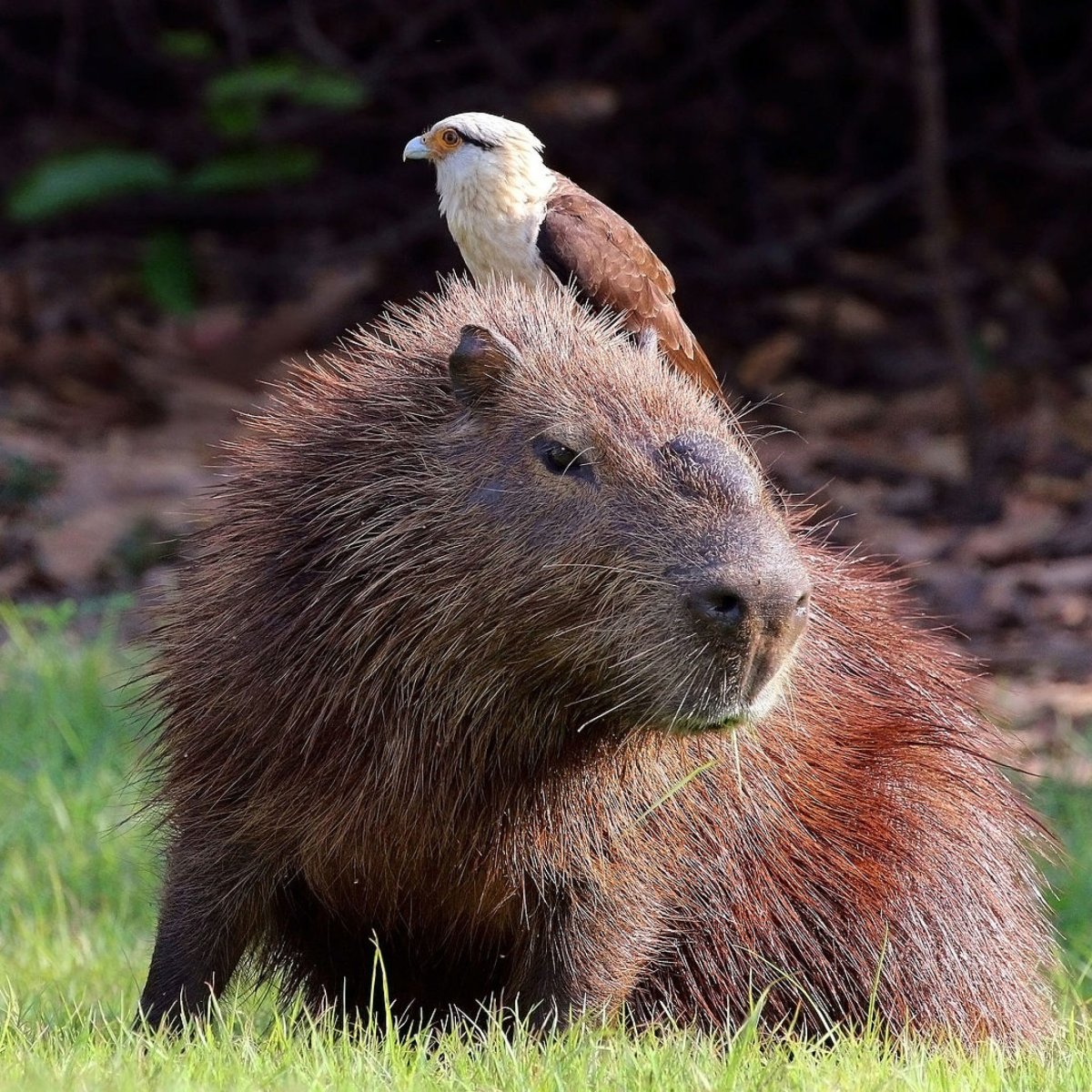 Капибара Парагвай