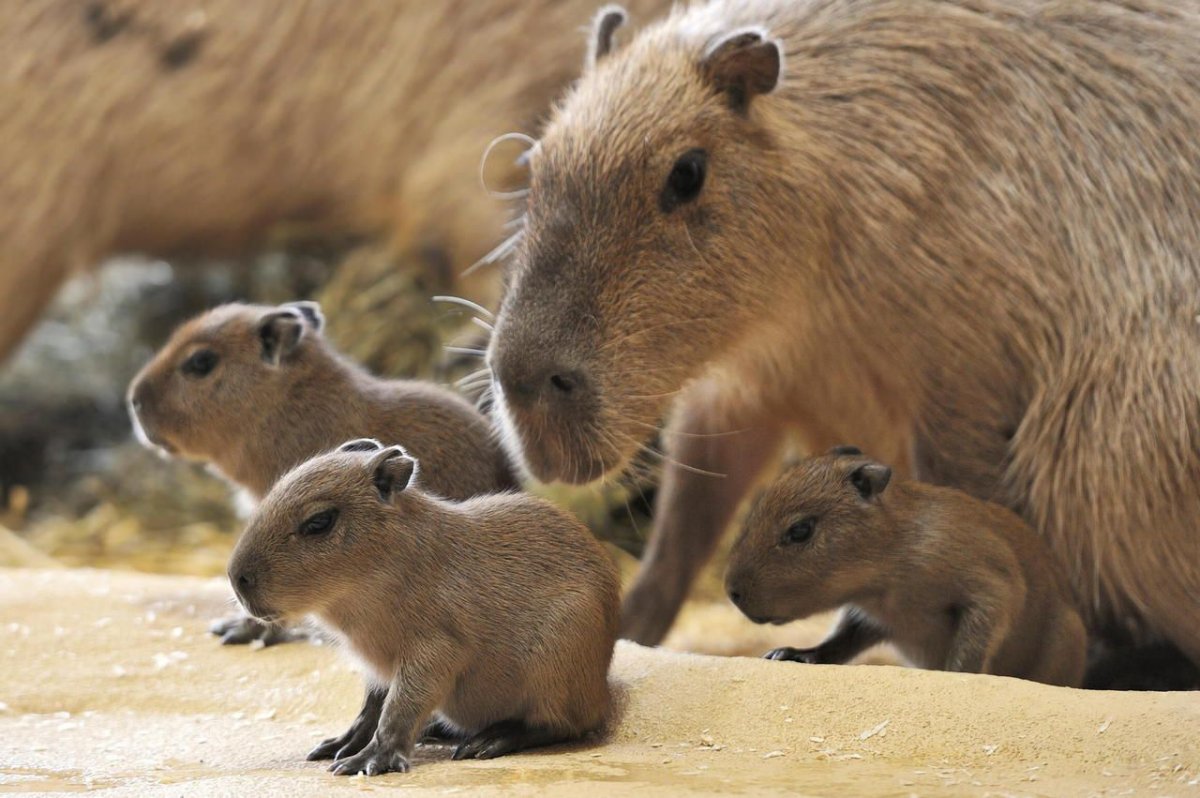 Капибара и человек