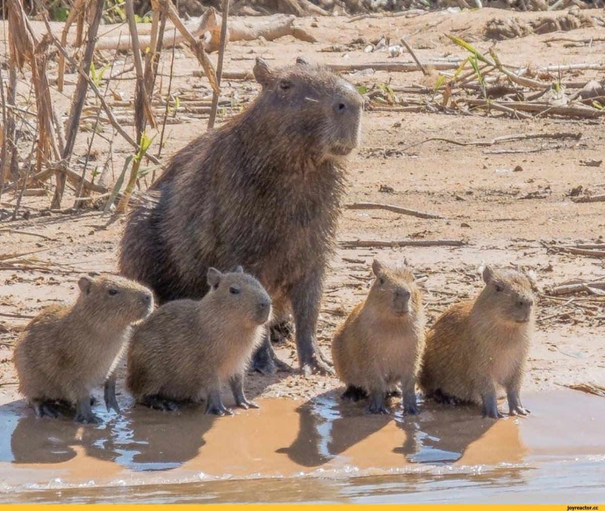 Нутрия и капибара