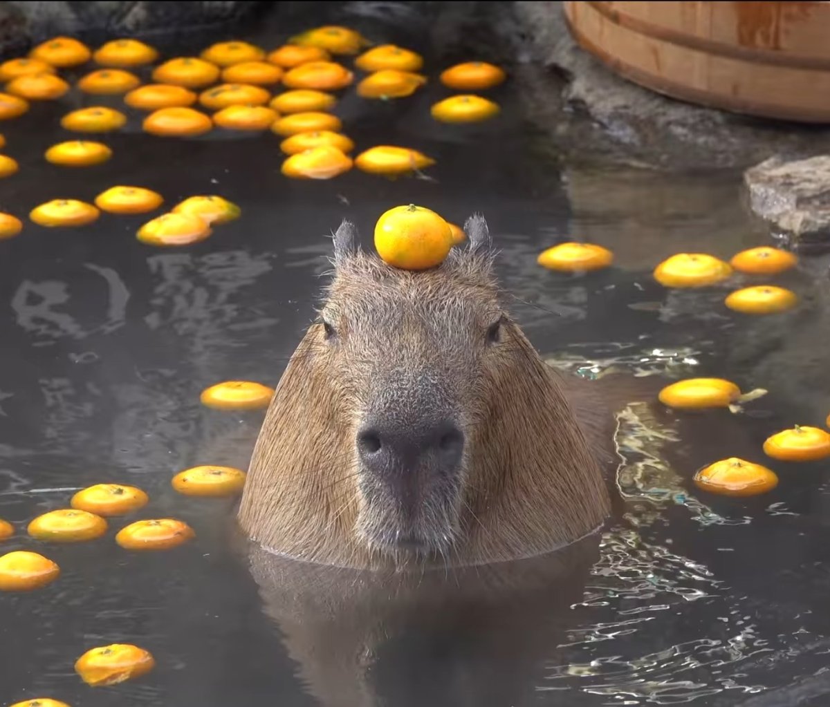 Капибара и обезьянки