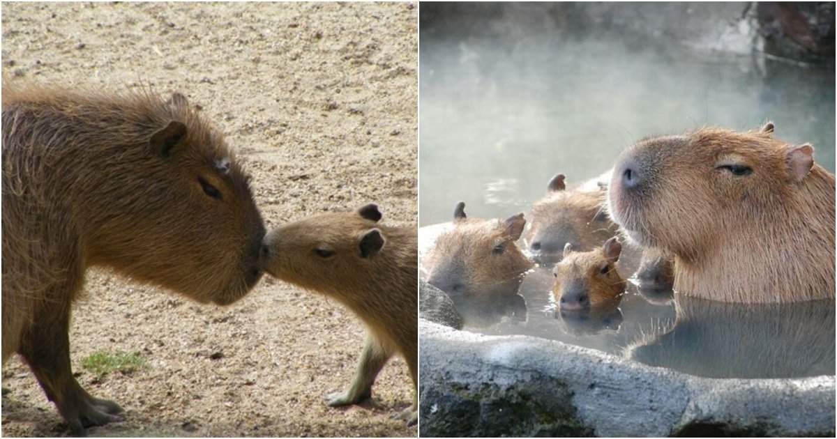 Капибара Макар