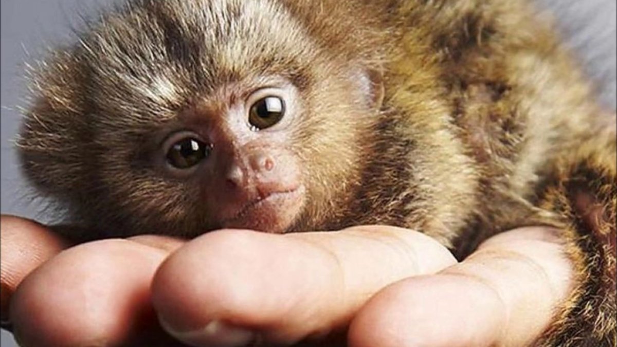 Мармозетка млекопитающие Южной Америки