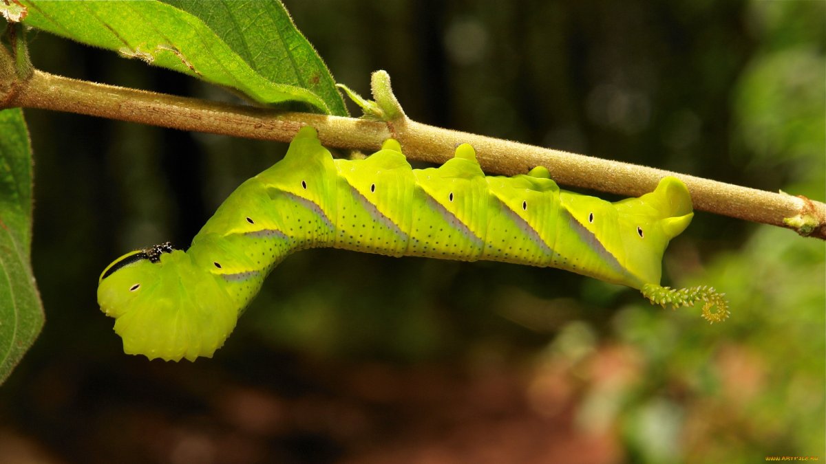 Горностайка гусеница