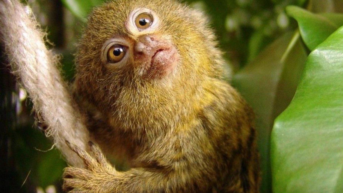 Серебристая мармозетка обезьянка