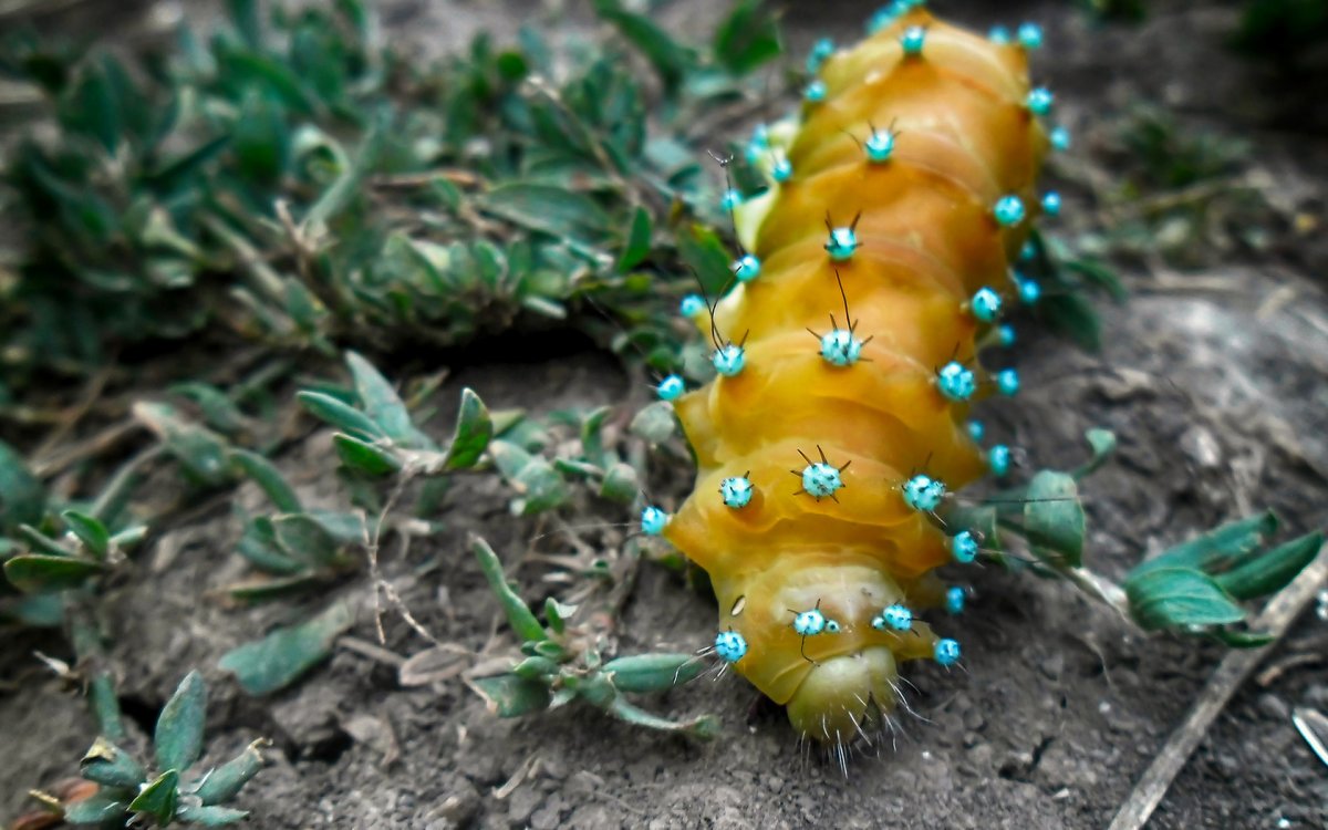 Желто голубая гусеница