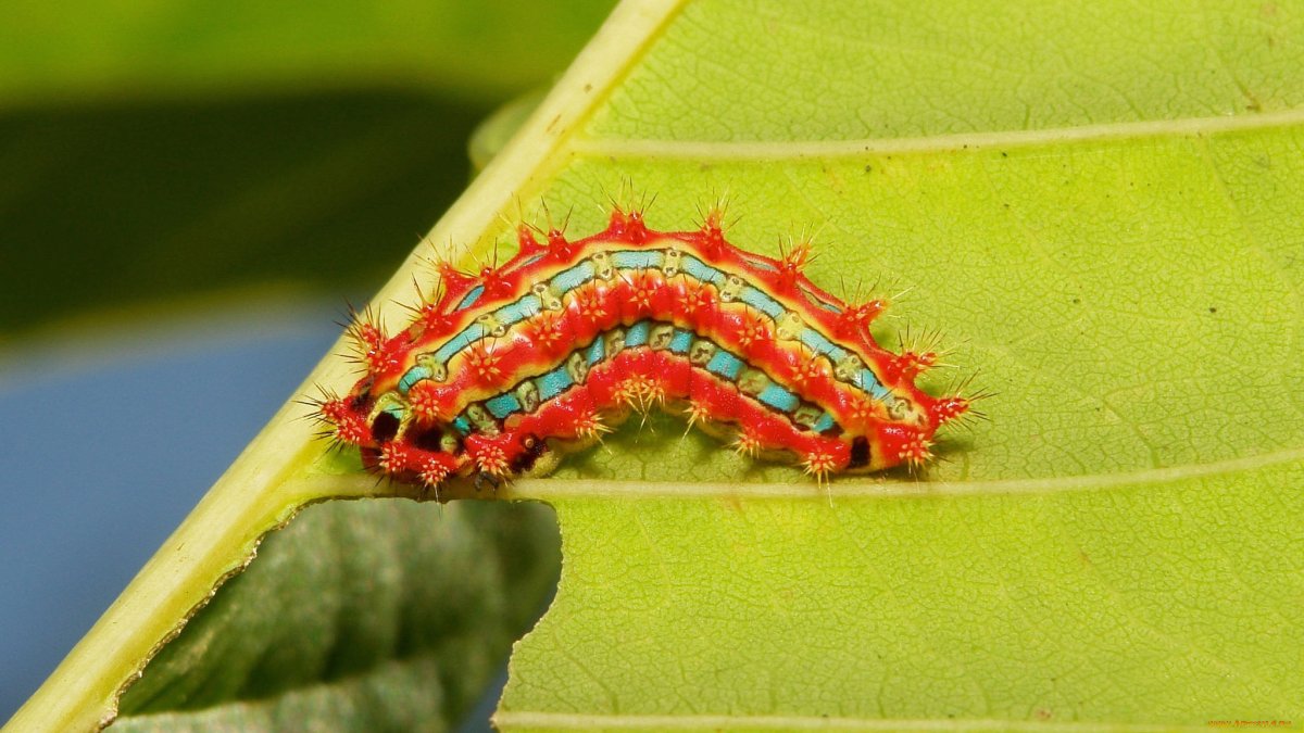 Гусеница Богомолов