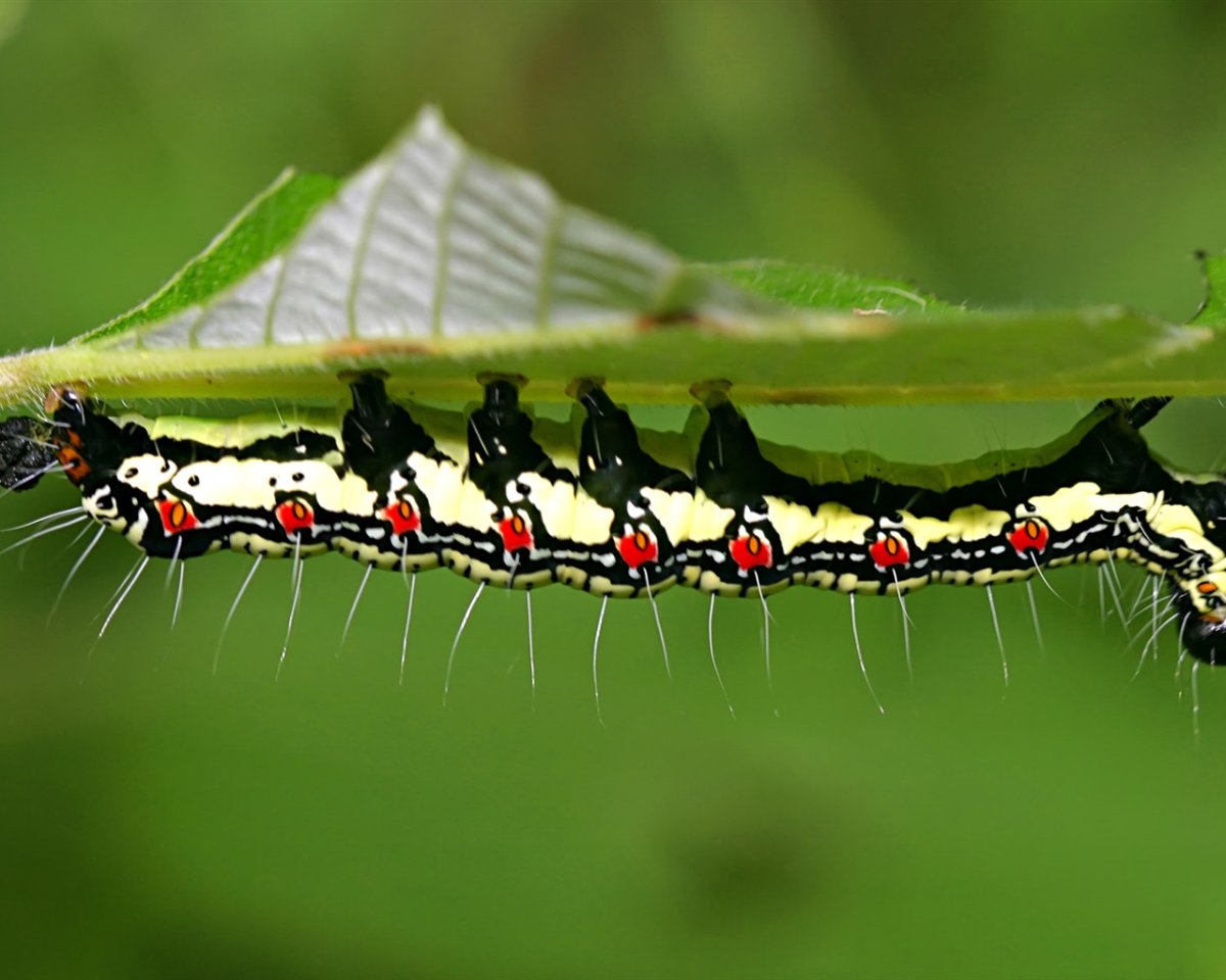 Насекомые гусеница
