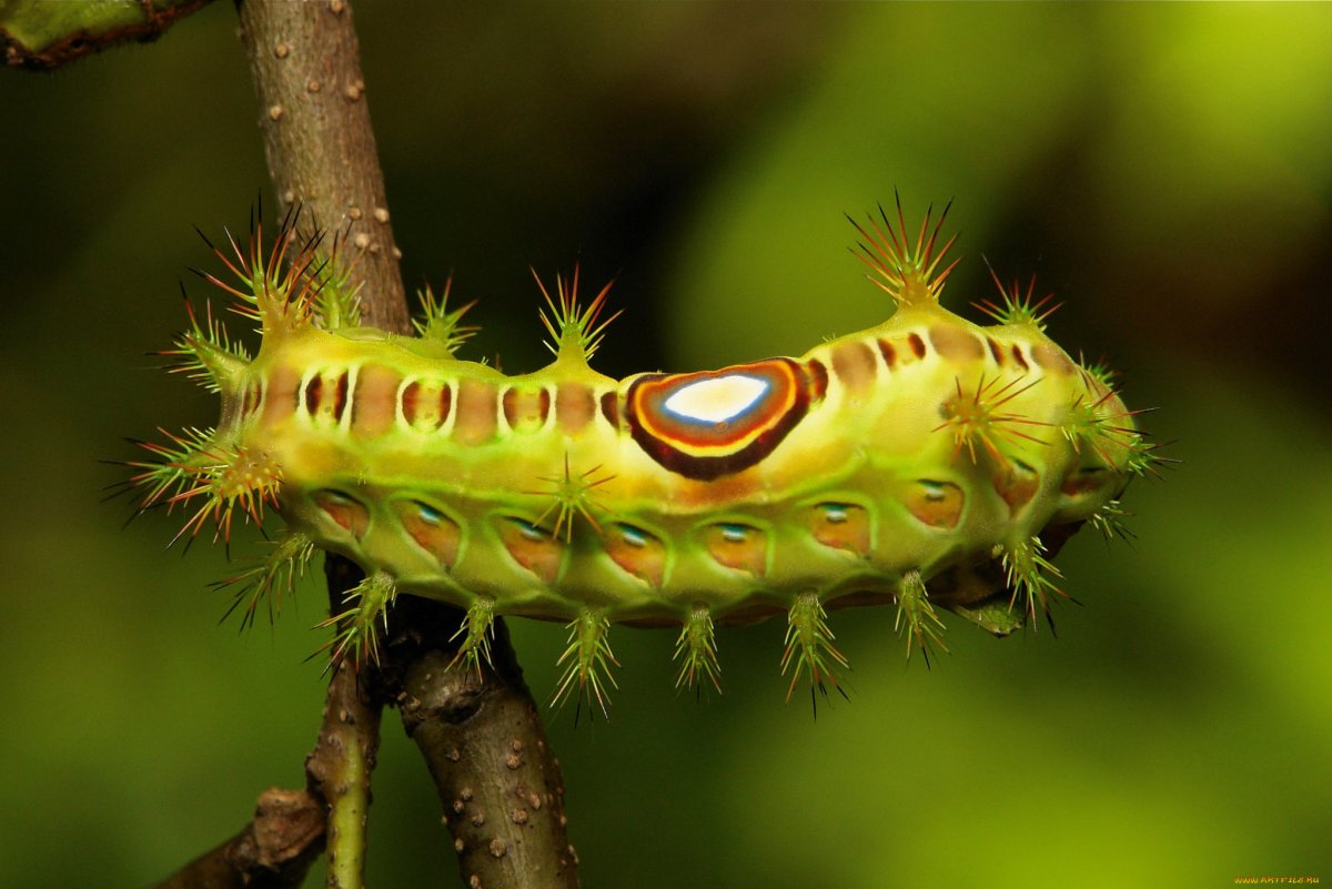 Гусеница макро