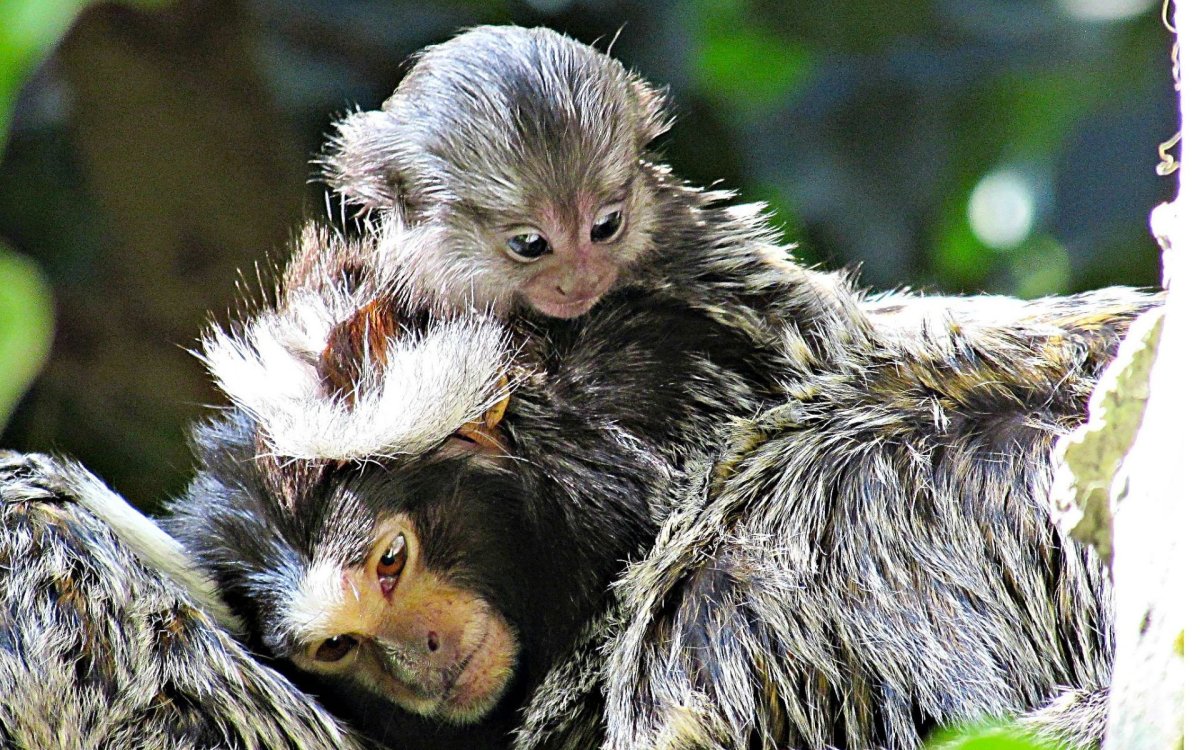 Обезьянка игрунка