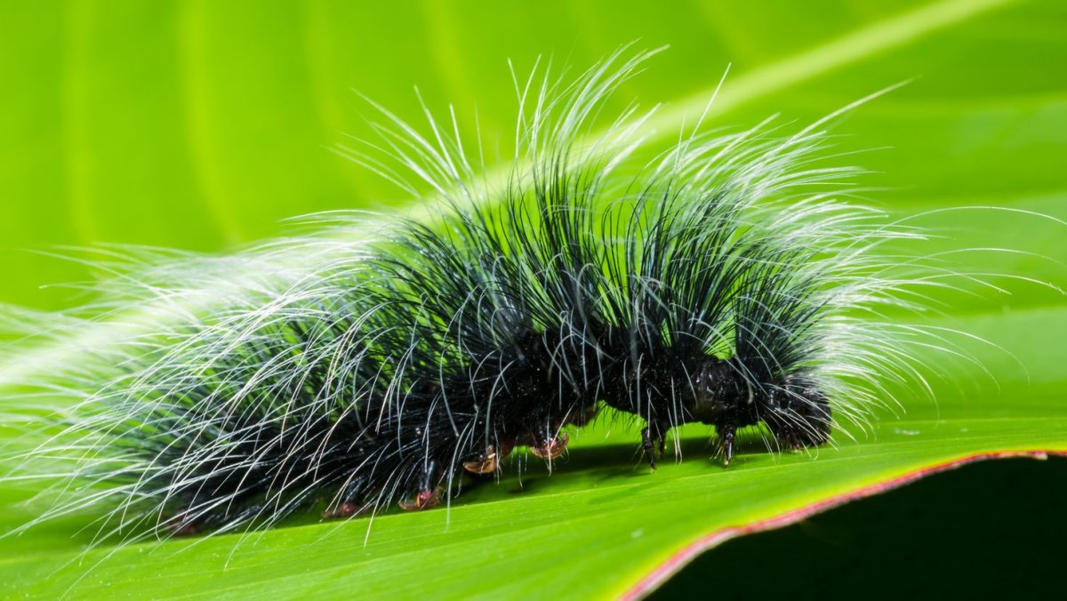 Гусеница зеленый волосатик черная