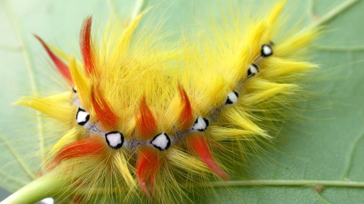 Стрельчатка Кленовая гусеница