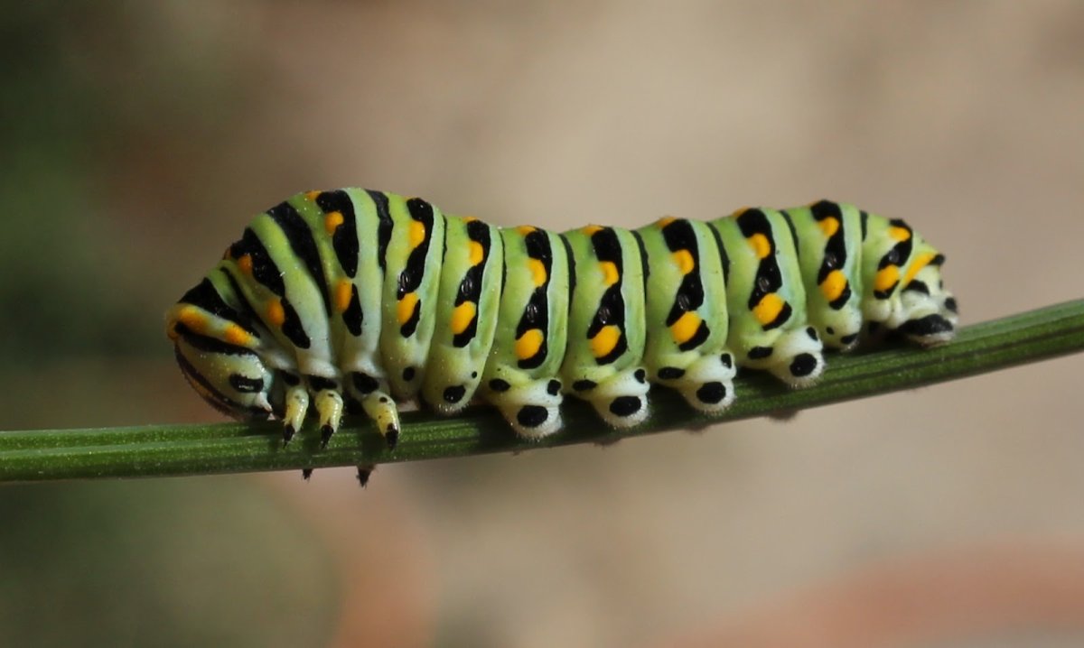 Chinelo Caterpillar