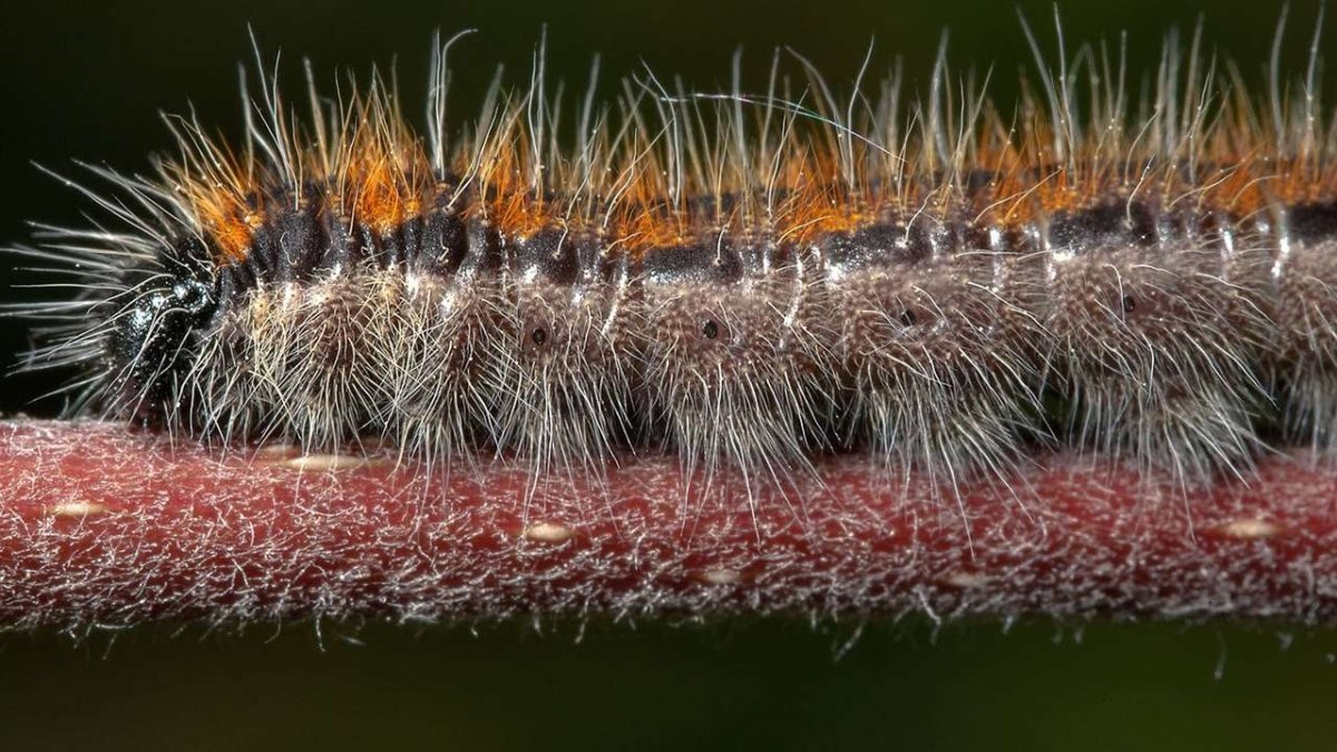 Черная мохнатая гусеница