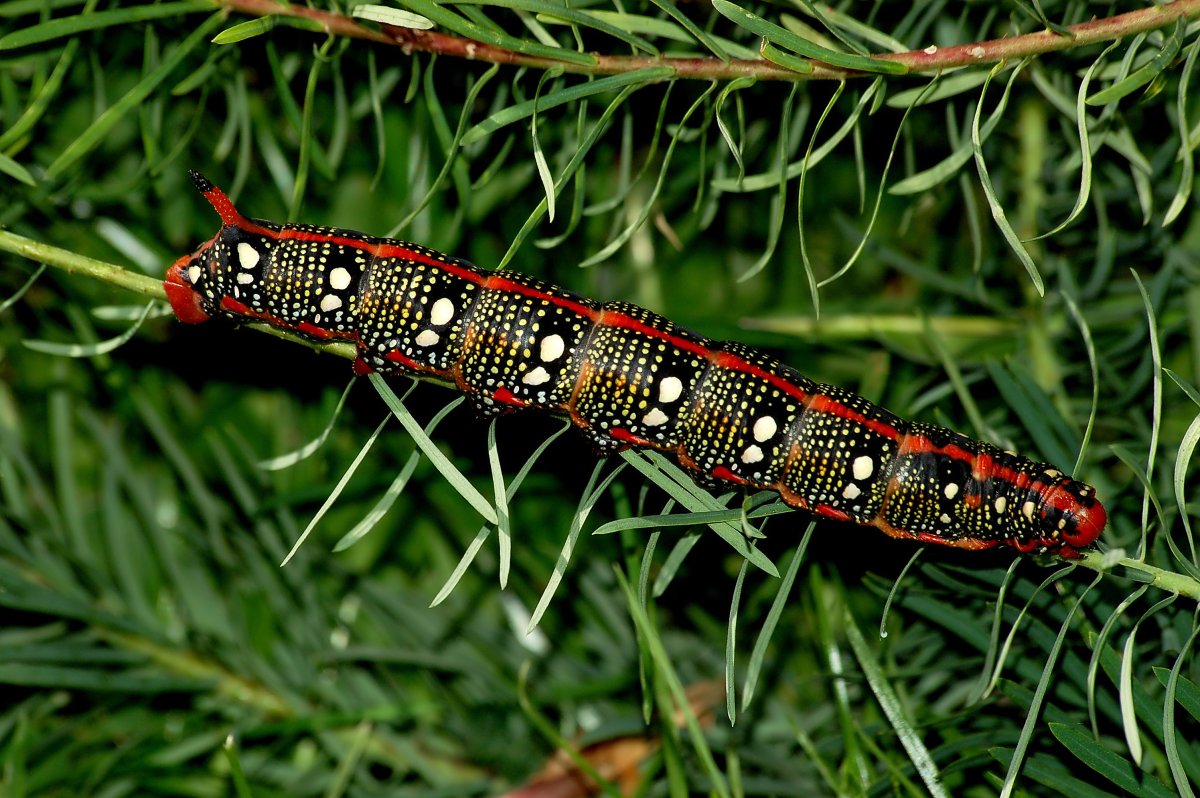 Насекомые 30 см