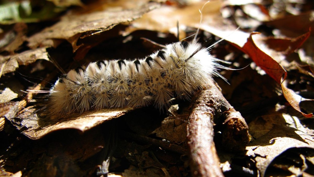 Зимующие гусеницы