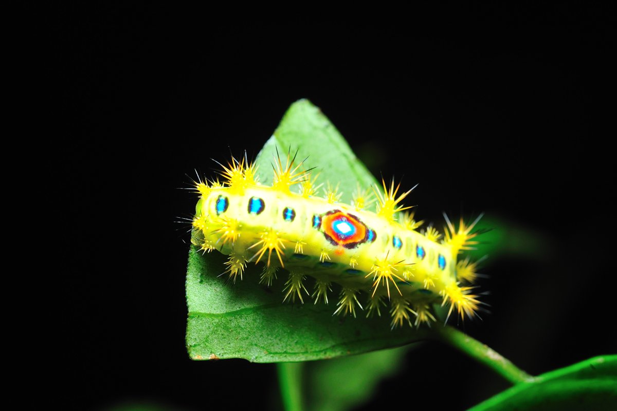 Chenille Caterpillar