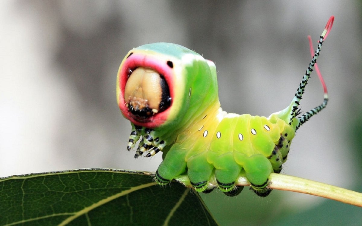 Милые насекомые