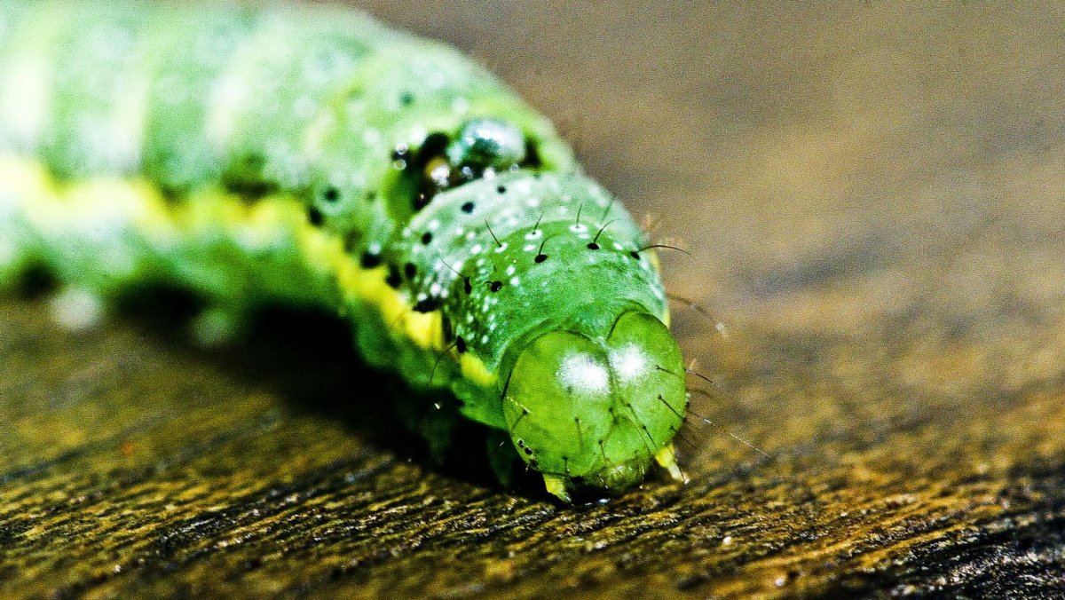 Гусеница носорог