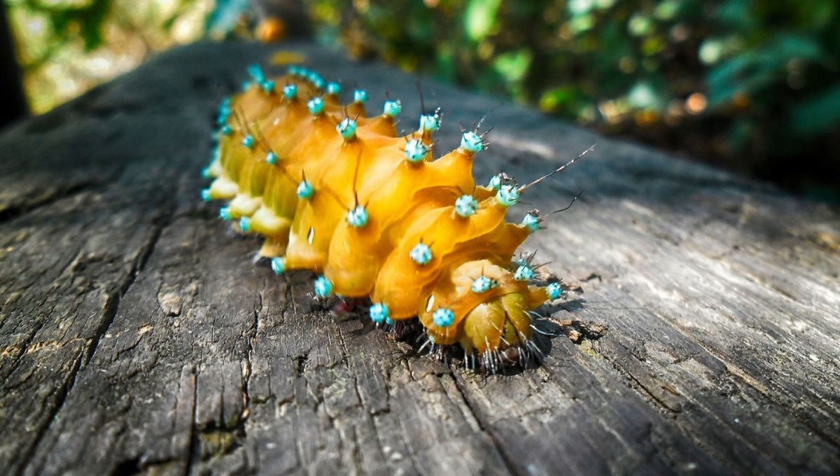 Гусеница Катерпиллер бабочка