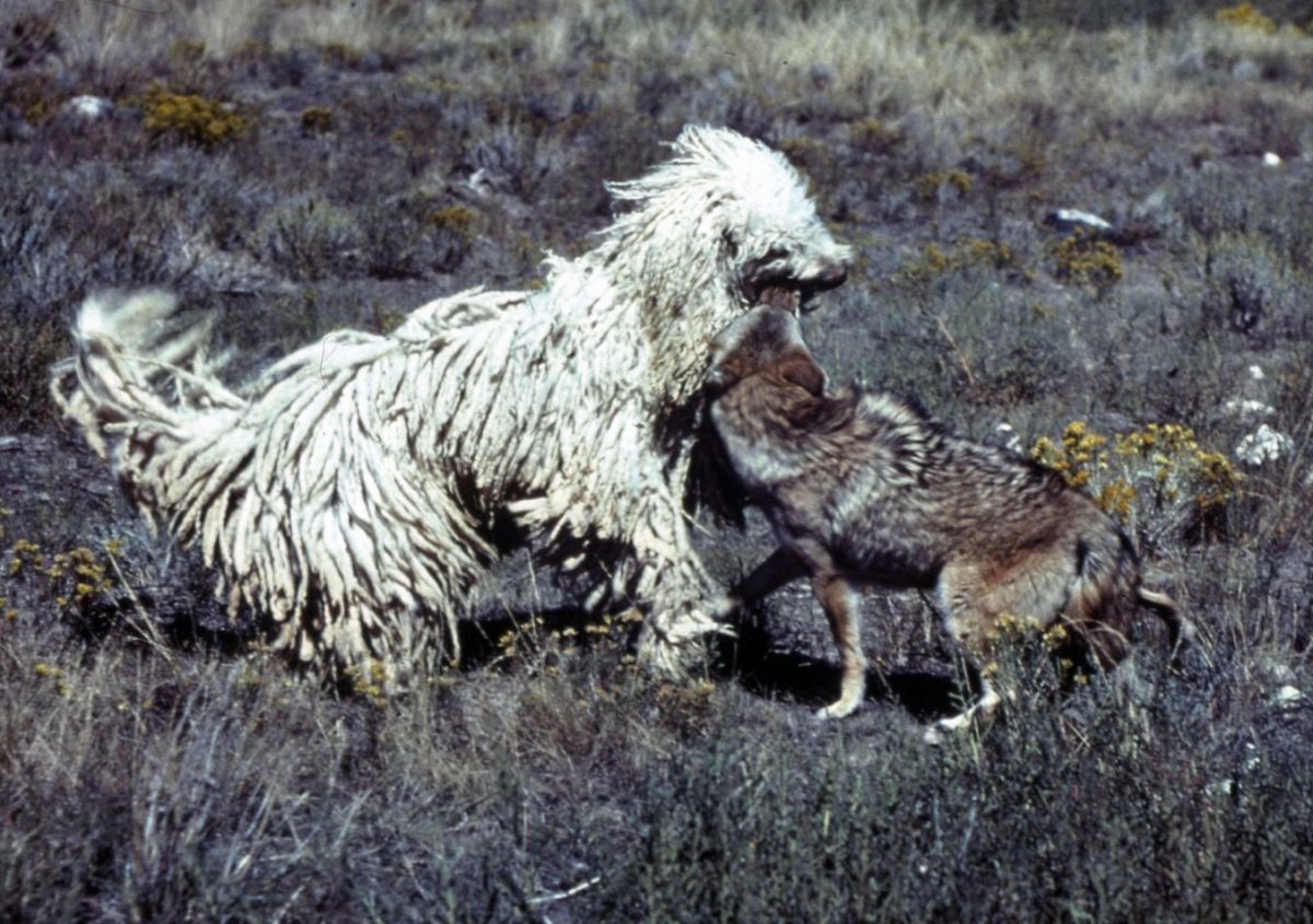 Командор пасет овец
