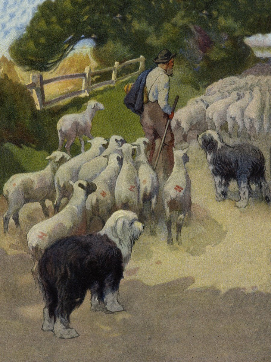 Пастух пасет овец