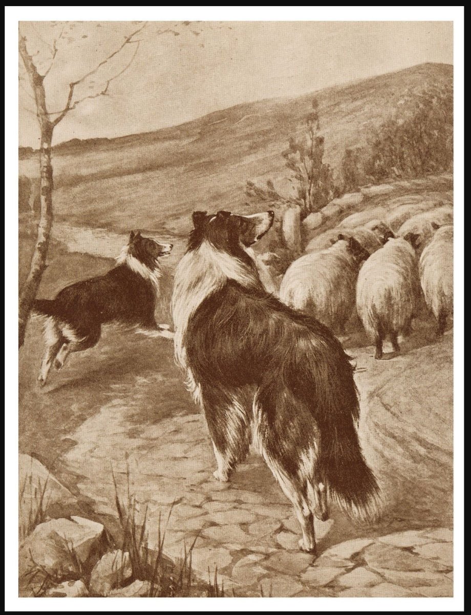 Старотипные пастушьи колли