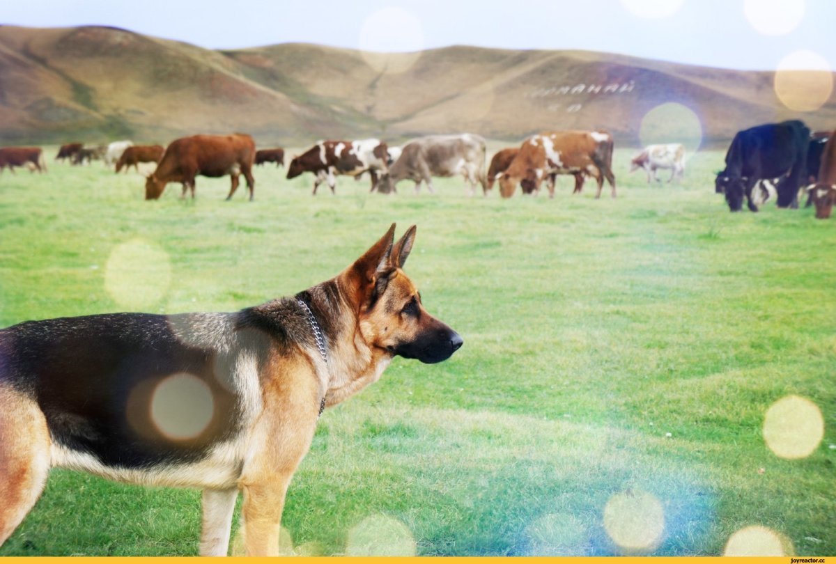 Немецкая овчарка пастух