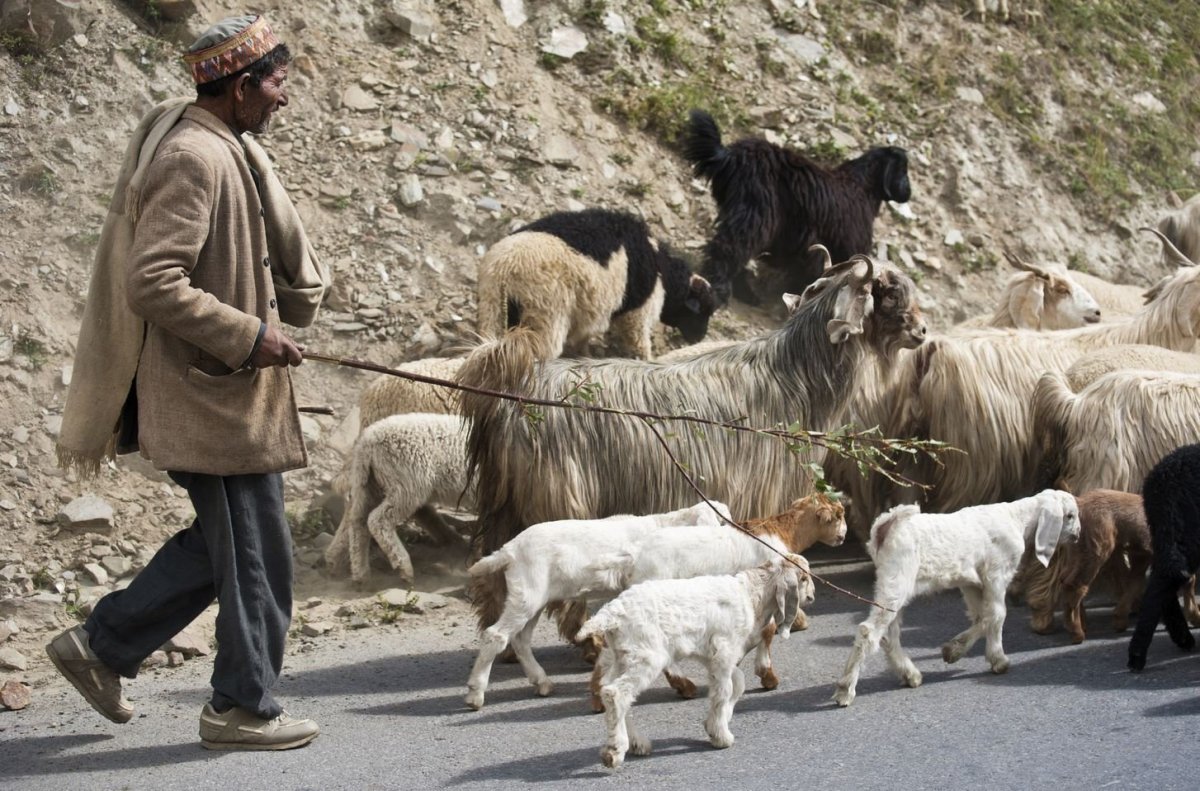 Мужчина пасет овец