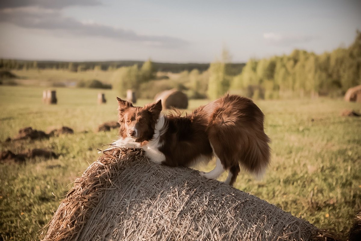 Бордер колли пастух