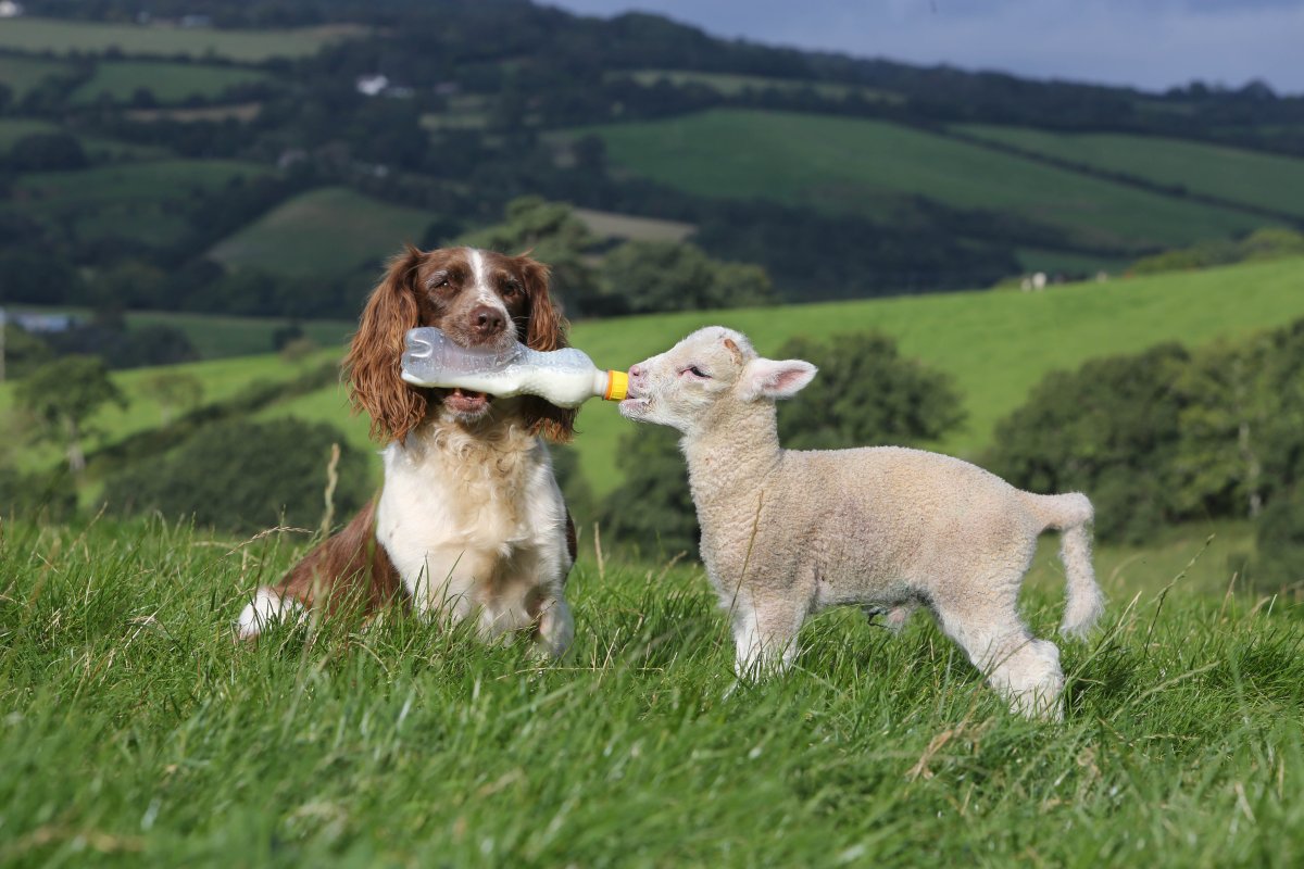 Заботливые животные