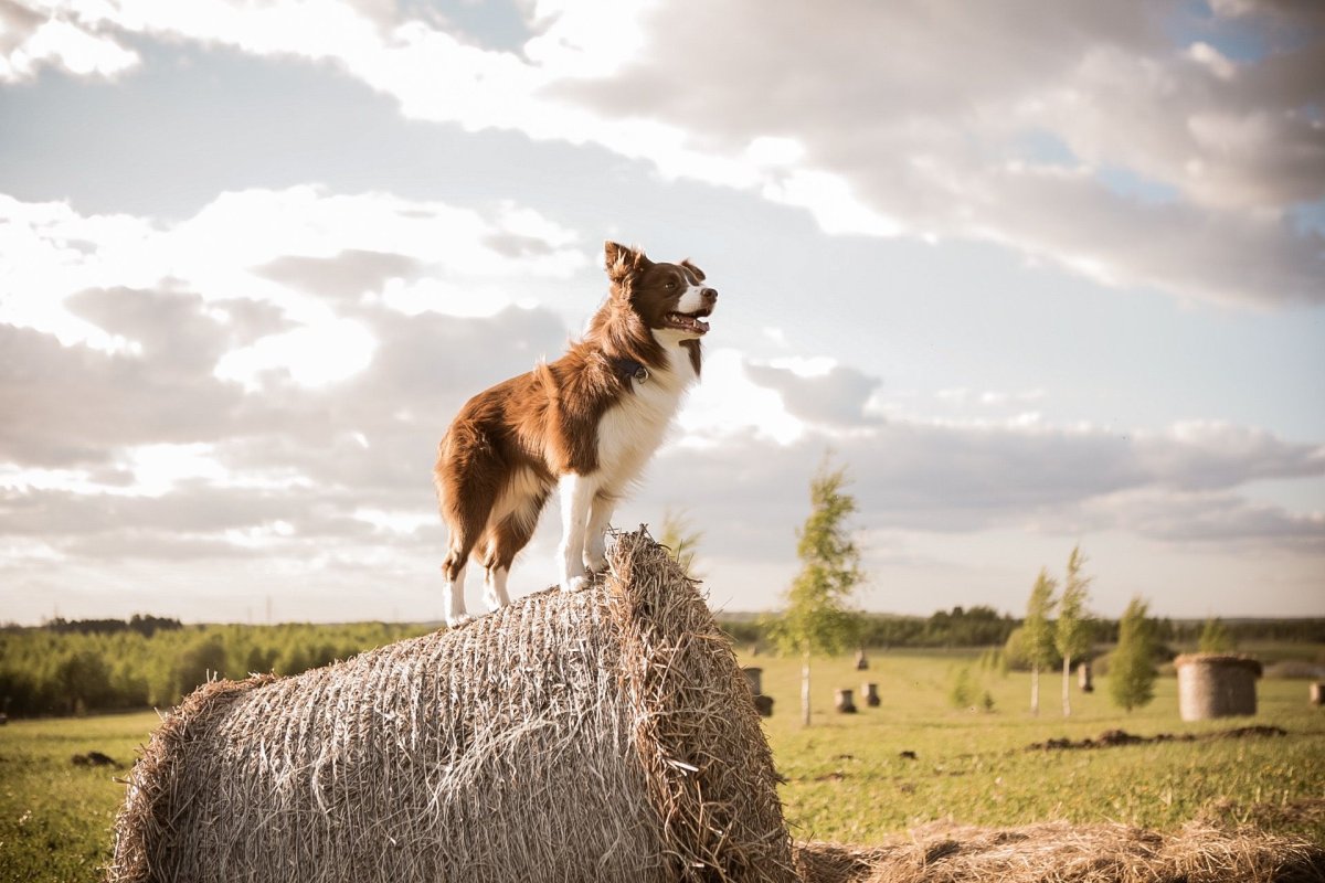 Австралийский пастух собака
