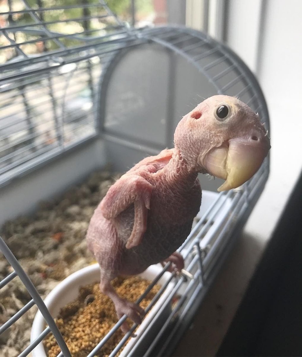 Лысый попугай корелла