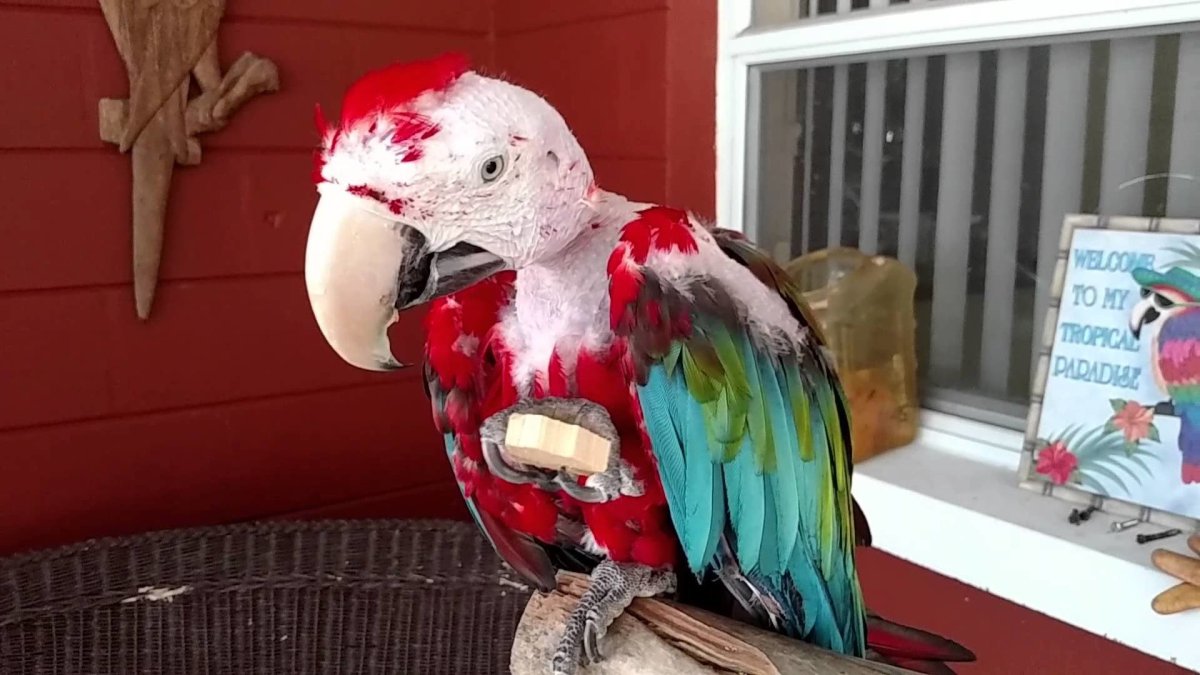 Попугай и хомяк