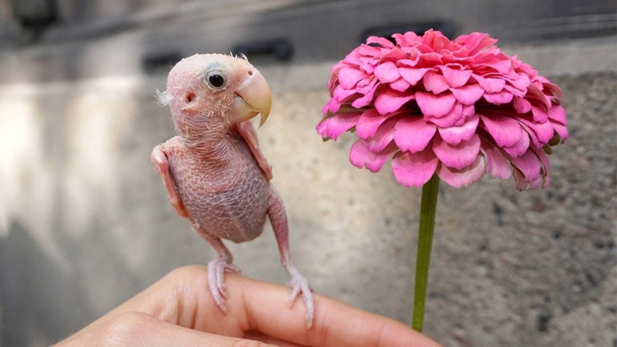 Ощипанный волнистый попугай