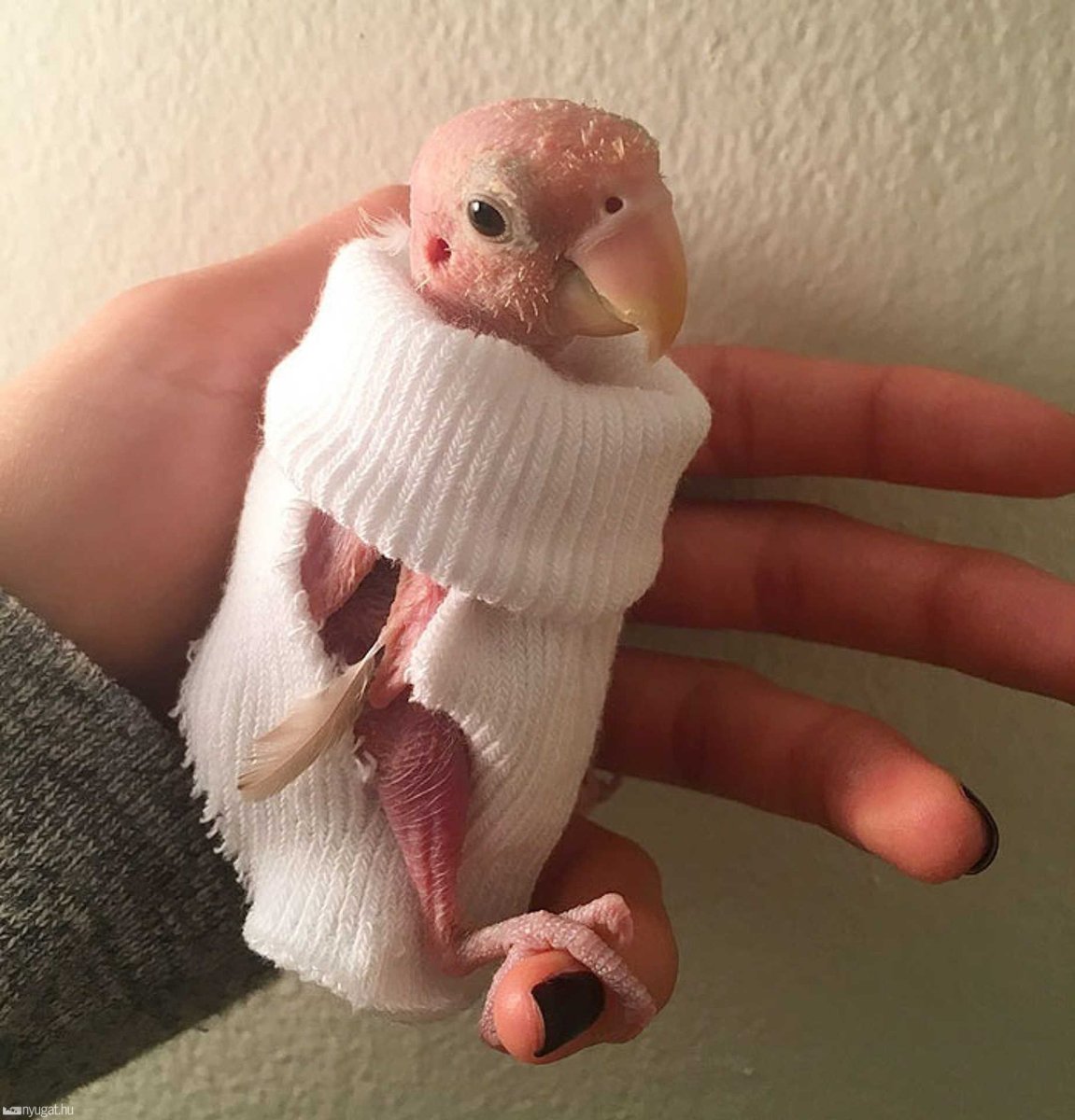 Птенец Какаду