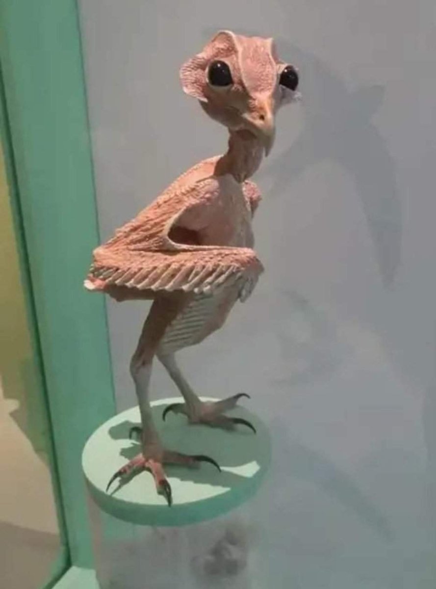 Лысый Какаду