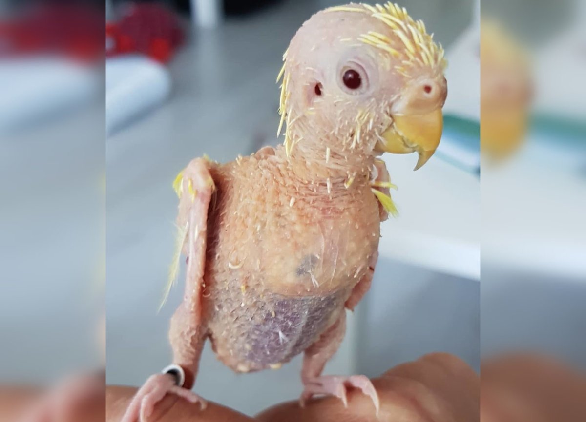 Лысый волнистый попугай