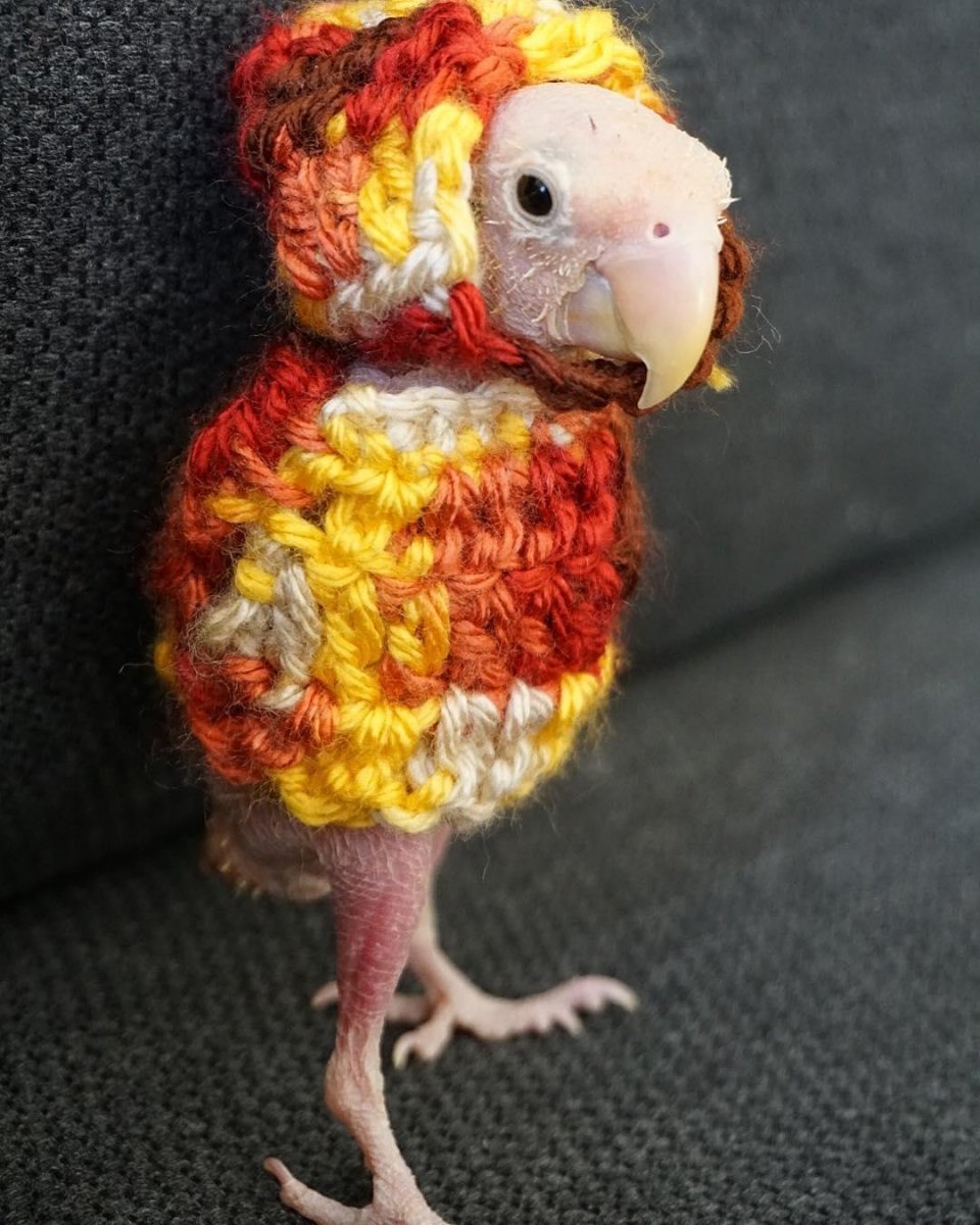 Ощипанный петух