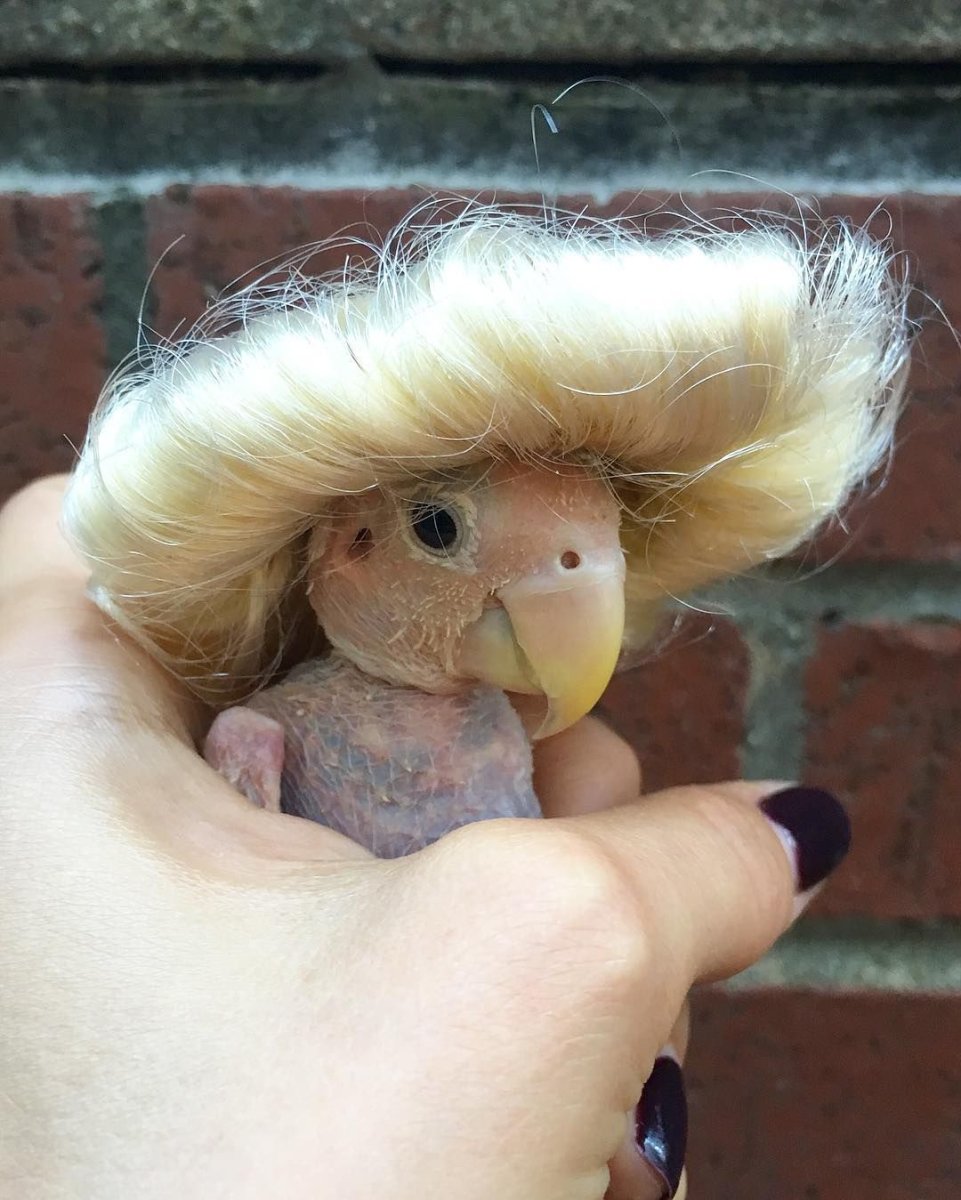 Лысый попугай жако