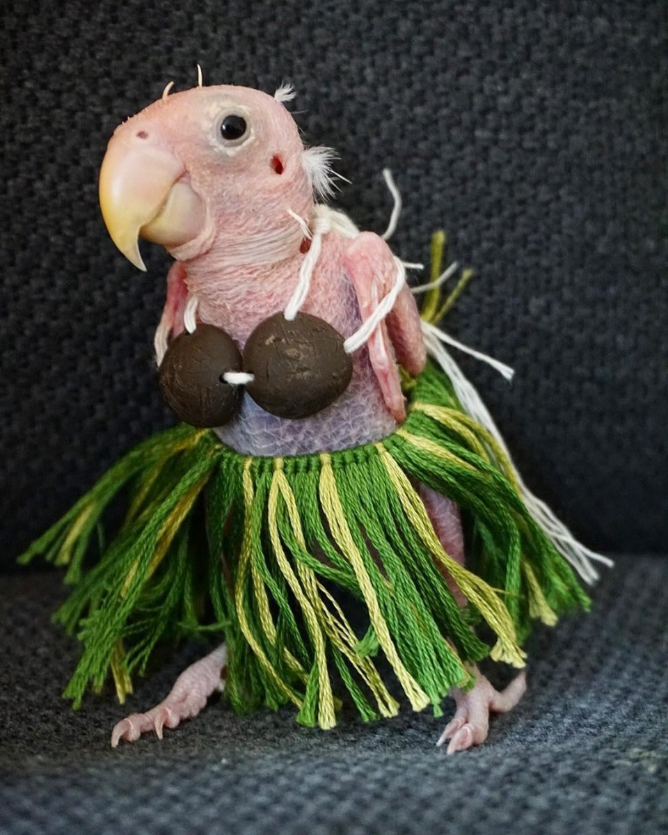 Лысый попугай Какаду