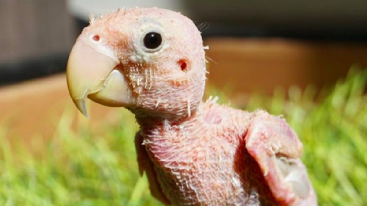 Общипанный попугай