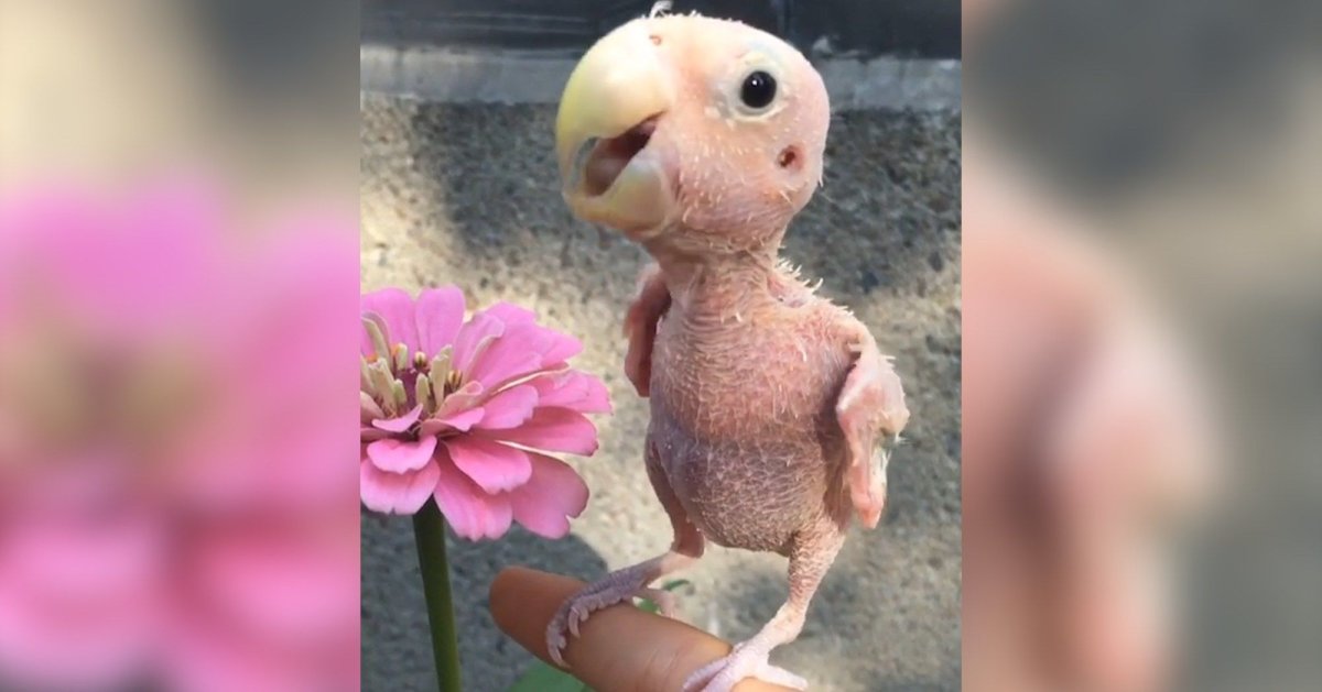 Лысый попугай неразлучник