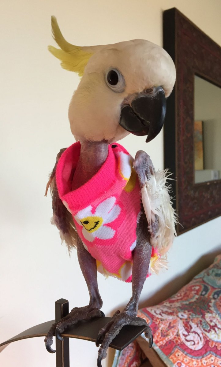 SCP-3199 - двуногие без перьев