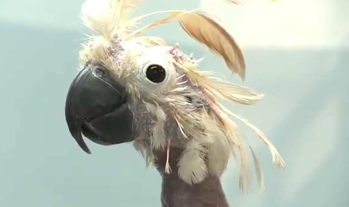 Попугаи Бразилии