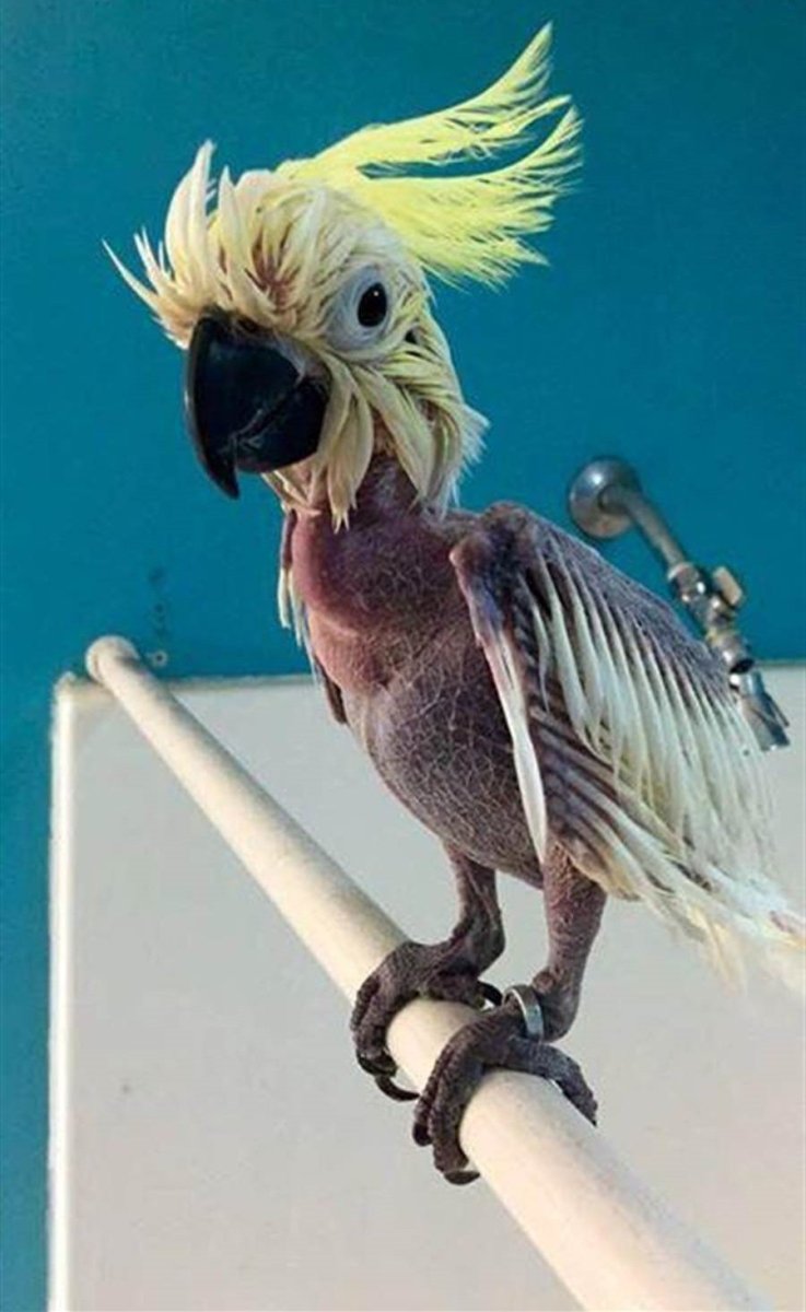 Общипанная курица