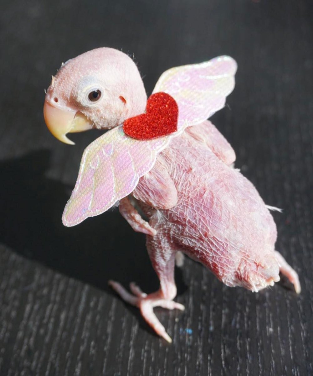 Лысый птенец